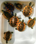 Golden flames Red Bellies for sale at The Turtle Source.