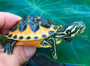 Golden Flame Florida Red Belly for sale at The Turtle Source.