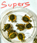 Golden Flame "Supers"  for sale at The Turtle Source.