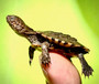 Healthy East African Side Necked Turtles Bred By The Turtle Source