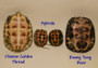 Kwang Tung River X Chinese Golden Thread Hybrid Turtles for sale at The Turtle Source.