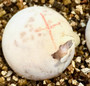 Our first 2025 Albino Common Snapping turtle baby breaking out of the egg.