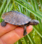 West African Black Forest Turtle Hatchling for sale at The Turtle Source.