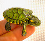Beautiful Brazilian sliders: Trachemys D'Orbigni slider for sale at The Turtle Source.