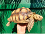 Adult sulcata for sale at The Turtle Source.