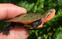 Chinese Big-headed Turtle (Platysternon megacephalum)