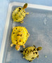 Cute Dalmatian Paradox for sale at The Turtle Source.