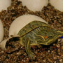 Baby red eared sliders for sale at The Turtle Source.