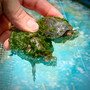 Mossy Red Eared Sliders for sale at The Turtle Source.