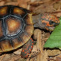 Red Footed Tortoise  Juvenile By The Turtle Source