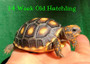 Red Footed Tortoise - 3"