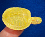 Lime Albino Rio Red Eared sliders for sale at The Turtle Source.