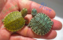 Pretty Blue Rio Grande Red Eared Sliders for sale at The Turtle  Source