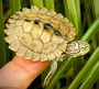 Hybrid Lake Hamilton and Southern Black Knobbed map hatchlings for sale at The Turtle Source.