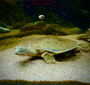 Baby Nile Softshell turtles for sale at The Turtle Source.