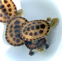 Mesoclemmys gibba turtles available at The Turtle Source.