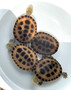Gibba Side Neck turtles for sale at The Turtle Source