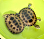 Gibba Side Neck turtle hatchlings  for sale at The Turtle Source