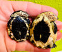 Cute baby  Gibba  turtles for sale at The Turtle Source.