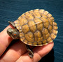 Ultra Albino Red Ear Slider Yearling  for sale at The Turtle source.
