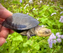 Central African Mud (Pelusios Chapini) for sale at The Turtle Source.