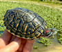 Rio Grande Red Eared Sliders for sale at The Turtle Source.
