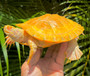 Amazing Albino Southern River Cooter for sale at The Turtle Source.