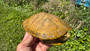 Amazing Emerald Albino Paradox Turtles for sale at The Turtle Source.