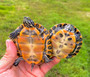 Southern River Cooters for sale at The Turtle source.