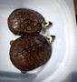 Rare Maracaibo Wood Turtles  for sale at The Turtle Source.