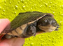 Adenson Terrapin turtle hatchling  for sale at The Turtle Source.