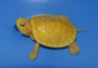 Lemon Yellow Albino Red Eared Sliders for sale at The Turtle Source.