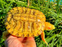 Lemon Yellow albino red eared sliders for sale at The Turtle Source.