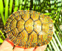 Hybrid Rio Grande Red Ear/Mexican ornate sliders available at The Turtle Source.
