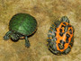 Best Northern Red Bellied Turtles for sale At the Turtle Source.