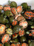 Northern Red Bellied Turtles for sale at The Turtle Source.