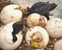 Beautiful Heterozygous for Albinos Common Snapping turtle babies hatching at The Turtle Source.