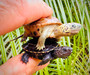 Hypo Reeves hatchlings for sale at the Turtle Source.