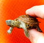 Adorable Hypo Reeves babies for sale at The Turtle Source.