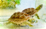 Hypo Reeves babies for sale at The Turtle Source.