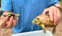 Hypo Reeves turtles available at the Turtle Source.