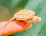 T Positive Albino Florida Snapping turtle available at the Turtle Source.