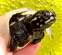 Cute African Keeled Mud Turtles  ( pelusios carinatus) for sale at The Turtle Source.