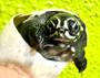Baby African Keeled Mud Turtles  ( pelusios carinatus) for sale at The Turtle Source.
