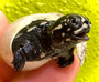 Adorable Baby African Keeled Mud Turtles  ( pelusios carinatus) for sale at The Turtle Source.