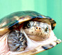 Adult African Keeled Mud turtle available at The Turtle Source.