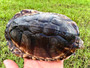Adult African Keeled Mud turtle available at The Turtle Source.