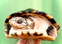 Adult Male  African Keeled Mud turtle available at The Turtle Source.