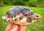 Adult Male African Keeled Mud turtle available at The Turtle Source.