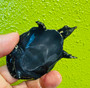 Black Florida Soft shelled turtle available at The Turtle Source.